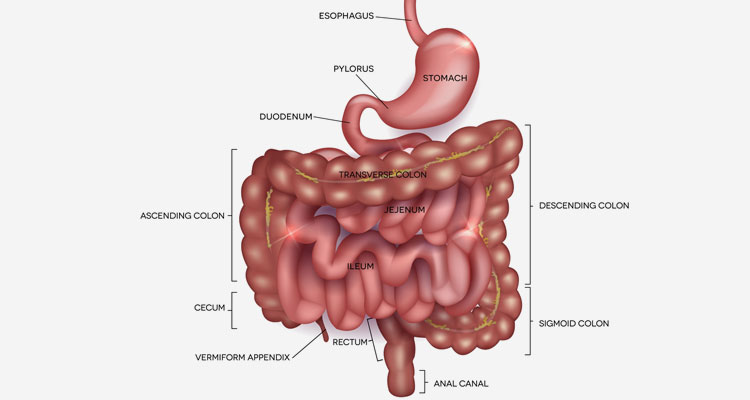 best colonoscopy doctors in ahmedabad