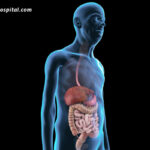 The-Impact-Of-Aging-On-Digestive-Health